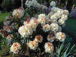 Rhododendron