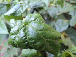 Lanterne chinoise - ABUTILON MEGAPOTICUM