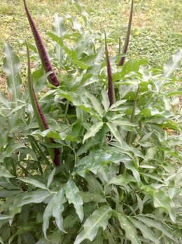Batouran  photos de mes plantes et arbustes  2018