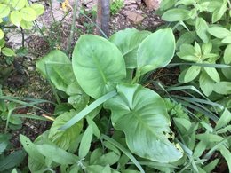 Batouran  photos de mes plantes et arbustes  2018