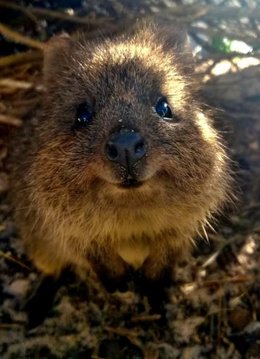 Ma vie autour de mes animaux.