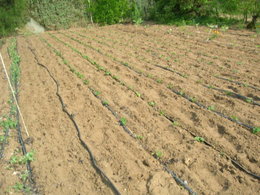 avez vous semé vos haricots verts ?