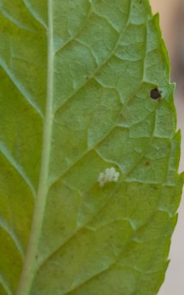 Oeufs blanc sur menthe