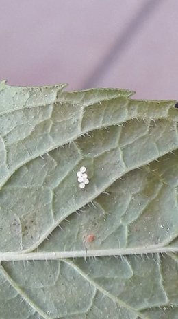 Oeufs blanc sur menthe