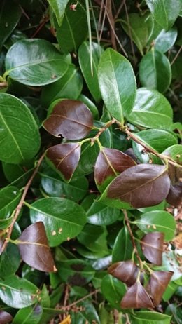 SOS CAMELIA JAPONICA