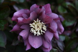 les fleurs de mon jardin