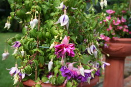 les fleurs de mon jardin