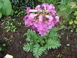 les fleurs de mon jardin