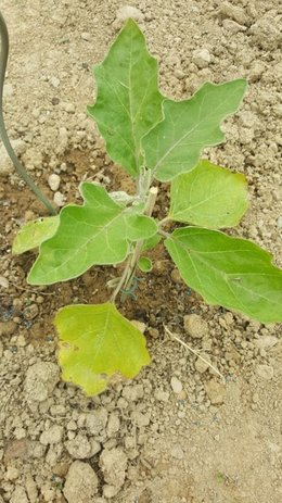 feuilles aubergines