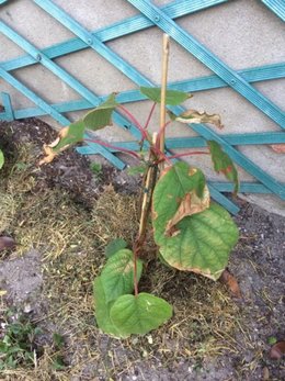 Arbre Kiwi - Feuilles jaunies