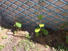 Arbre Kiwi - Feuilles jaunies