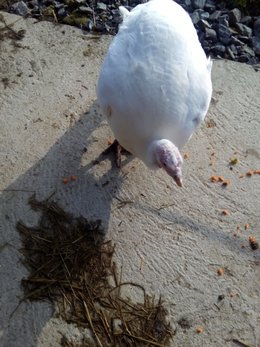 Au  petit coucou amical