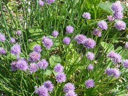 Mon  jardin  en  mai