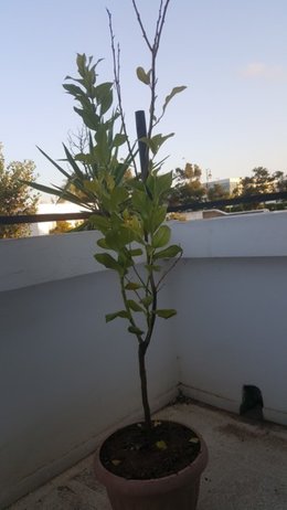 Help : Citronnier en pot malade