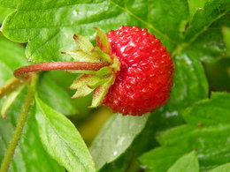 Les premières fraises :