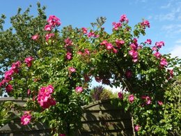 Séparations naturelles ou artificielles dans le jardin ?