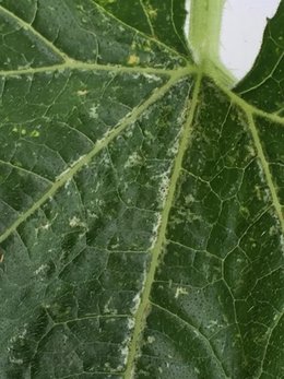 Taches et insectes feuilles tomates et courgettes