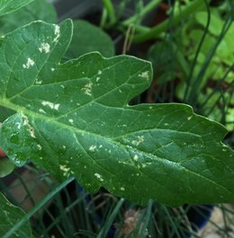 Taches et insectes feuilles tomates et courgettes