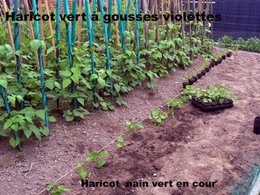 avez vous semé vos haricots verts ?