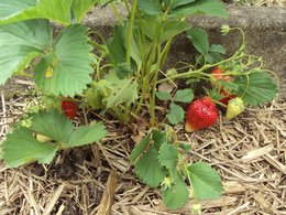 Les premières fraises :