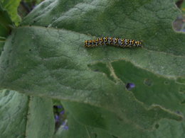 CHENILLE DEVOREUSE