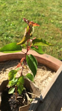 Maladie sur jeune arbre d'abricot ( <1 an ): feuille rouge, pas de cloque. AÀ l'aide?