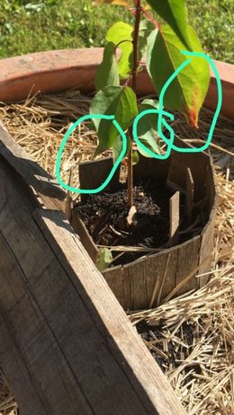 Maladie sur jeune arbre d'abricot ( <1 an ): feuille rouge, pas de cloque. AÀ l'aide?