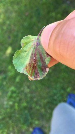 Maladie sur jeune arbre d'abricot ( <1 an ): feuille rouge, pas de cloque. AÀ l'aide?