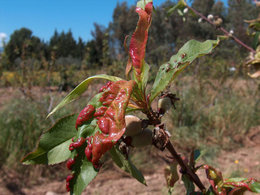 Maladie sur jeune arbre d'abricot ( <1 an ): feuille rouge, pas de cloque. AÀ l'aide?