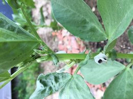 Jardinier en herbe, je me suis inscrit pour avoir des conseil avant de débuter mon potager