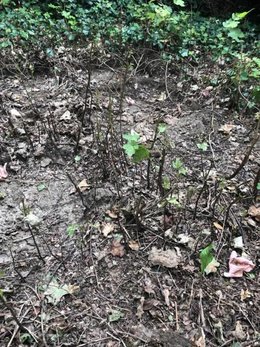 Désespérée par un terrain plein de racines