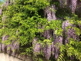 De la glycine dans votre jardin ?