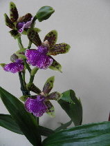 Orchidées sans identités