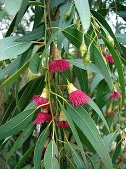 Arbre malades