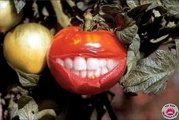 mes fleurs de tomate et de courgette pourrissent