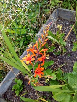Batouran  photos de mes plantes et arbustes  2018