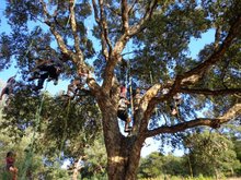 Activité famille : Grimpez dans les arbres
