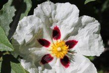 Atelier formation : Aromathérapie pratique Niveau 1
