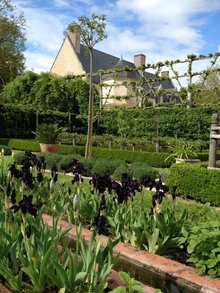 La floraison éphémère des Iris au Domaine de Poulaines