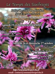 Le temps des saxifrages 2