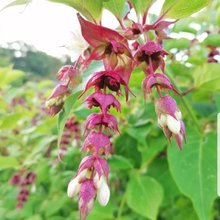 Balade gourmande dans le potager du Château de Valmer les mercredis, jeudis et vendredis