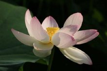 Festival du lotus
