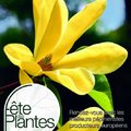 Fête des Plantes de Printemps de Saint-Jean de Beauregard (SAINT-JEAN DE BEAUREGARD, 91)