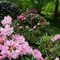 Les rhododendrons, une collection nationale - domaine de trÉvarez (SAINT-GOAZEC, 29)