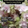 En juillet sous un arbre (GUERLESQUIN, 29)