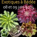 Salon des plantes exotiques (BéDéE, 35)