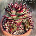 Salon des plantes exotiques (QUEDILLAC, 35)