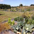 Je participe à l'installation de buttes de culture (BEAUMESNIL, 27)