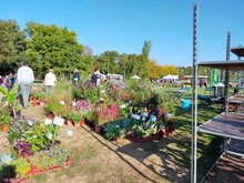 Marché aux plantes et végétaux