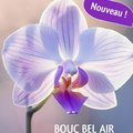 18eme Salon International de l’Orchidée (BOUC BEL AIR, 13)